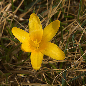 Crocus_X4044665_04-04-2021-001.jpg