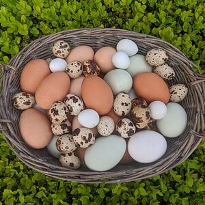 Kiki's Eggs