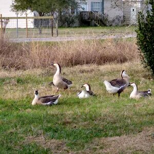 Geese being Geese