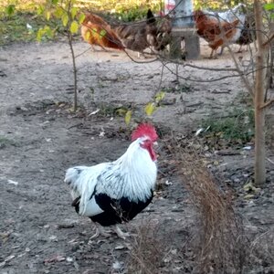 Tailless the Silver Grey Dorking Rooster