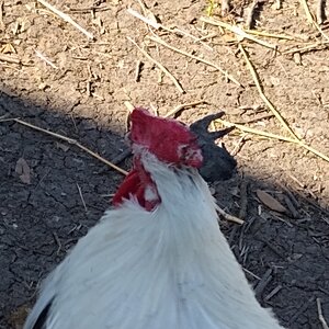The second large bit of Frostbite on a rooster
