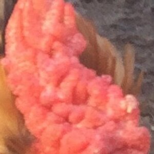 Scary adorable Comb.jpg
