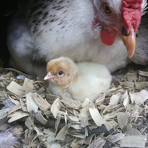 Miranda and Her Chick