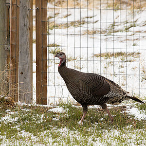 Wild_turkey_hen_X4154744_04-15-2021-001.jpg