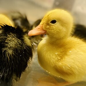 Daffodil swims