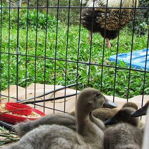 Rooster and Ducklings