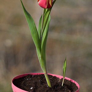 Tulip_X4254886_04-25-2021-001.jpg