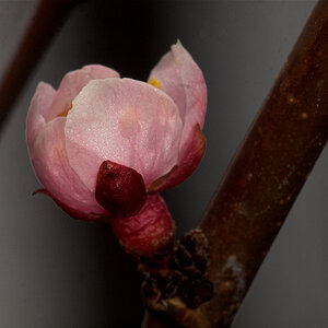 Apricot_blossom_U4265176_04-26-2021-001.jpg