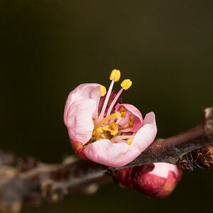 Apricot_blossom_U4265178_04-26-2021-001.jpg