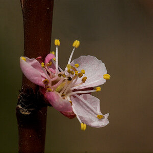 Apricot_blossom_U4265183_04-26-2021-001.jpg