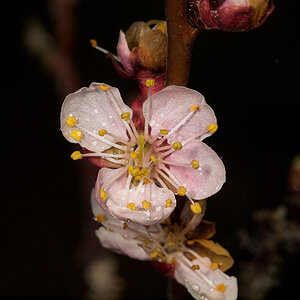 Apricot_blossom_U4275195_04-27-2021-001.jpg
