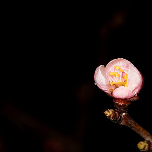 Apricot_blossom_U4275196_04-27-2021-001.jpg