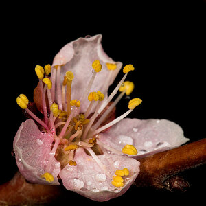 Apricot_blossom_U4275197_04-27-2021-001.jpg