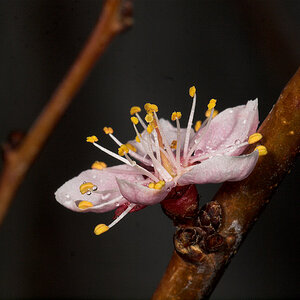 Apricot_blossom_U4275200_04-27-2021-001.jpg
