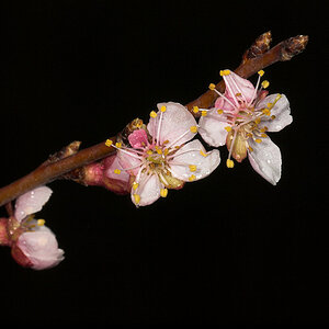 Apricot_blossom_U4275202_04-27-2021-001.jpg