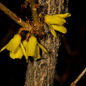 Forsythia_U4275194_04-27-2021-001.jpg