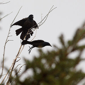 Grackle_X4274919_04-27-2021-001.jpg
