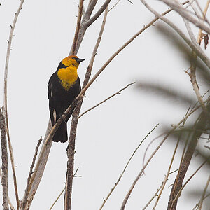 Yellow-headed_blackbird_X4274922_04-27-2021-001.jpg