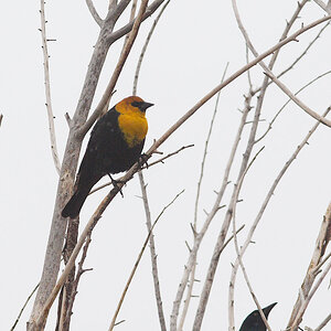 Yellow-headed_blackbird_X4274929_04-27-2021-001.jpg