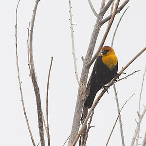Yellow-headed_blackbird_X4274931_04-27-2021-001.jpg