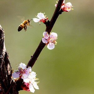 Honeybee_X4284976_04-28-2021-001.jpg