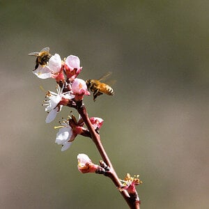 Honeybee_X4284983_04-28-2021-001.jpg