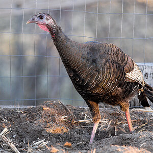 Wild_turkey_hen_X4285009_04-28-2021-001.jpg