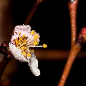 Apricot_blossom_U4285211_04-28-2021-001.jpg