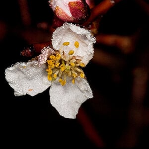 Apricot_blossom_U4285212_04-28-2021-001.jpg
