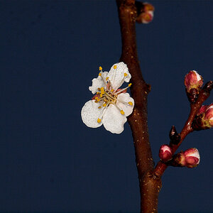 Apricot_blossom_U4285214_04-28-2021-001.jpg