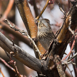 Lincoln's_sparrow_X4295046_04-29-2021-001.jpg
