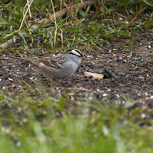White-crowned_sparrow_X4274944_04-27-2021-001.jpg
