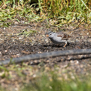 White-crowned_sparrow_X4295016_04-29-2021-001.jpg