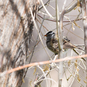 White-crowned_sparrow_X4295036_04-29-2021-001.jpg