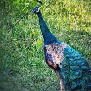 Peafowl, Cruising the Neighborhood