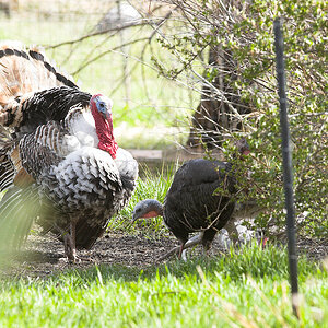 Wild_turkey_hen_X4305102_04-30-2021-001.jpg