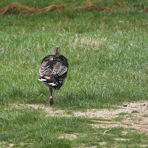 Wild_turkey_hen_X5025112_05-02-2021-001.jpg