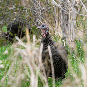 Wild_turkey_hen_X5025116_05-02-2021-001.jpg