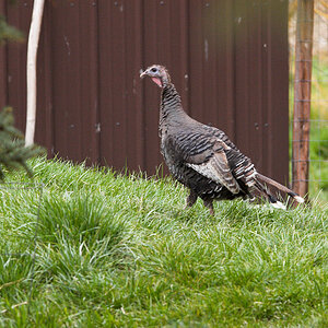 Wild_turkey_hen_X5025130_05-02-2021-001.jpg