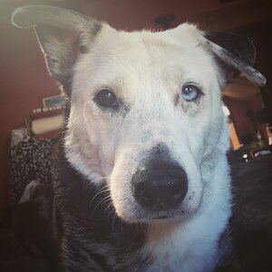 Floppy Ear Kona
