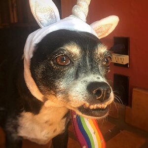 JuneBug In Unicorn Hat.