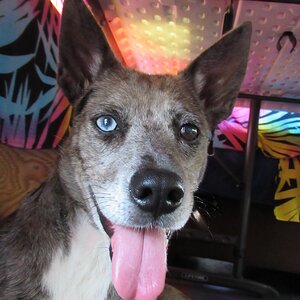 The Family Dog "Lily" Smiling