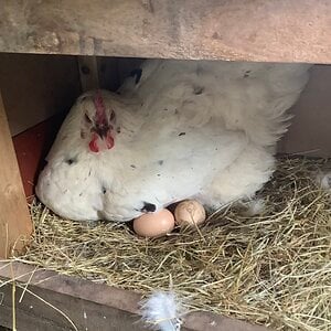 Hen Chilling with Her Eggs