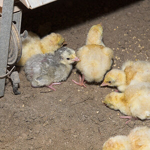 Mixed_poults_X5075182_05-07-2021-001.jpg