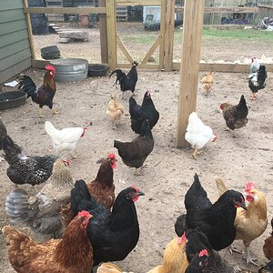 Lots of chickens.JPG