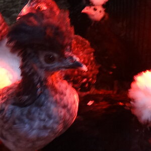 Marco 1 (Titan 2).JPG