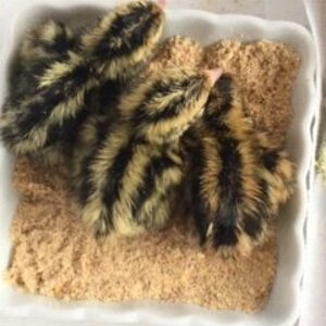 day old quail.JPG