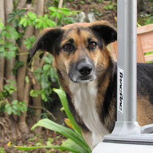 A friend's dog named “Bitsi”