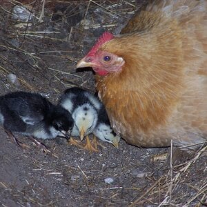 Penny with her Chicks.JPG
