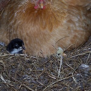 Penny Sitting on her Chicks.JPG